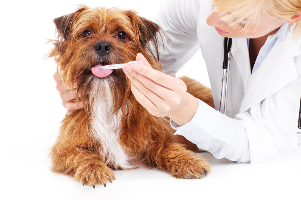 Veterinary Dog canine progesterone CPV CDV Feline cat rapid test COVID 19 test 